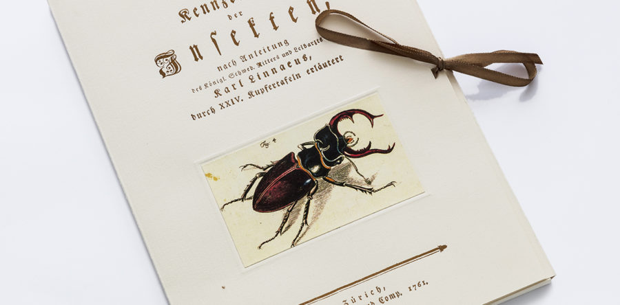 Die Kennzeichen der Insekten